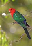 Australian King-Parrot